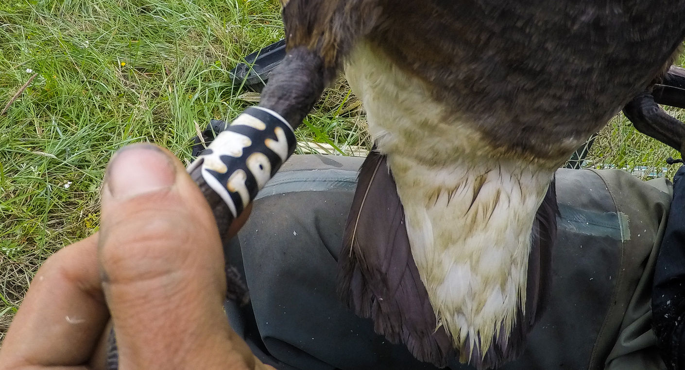 Black Brant Banding 2018